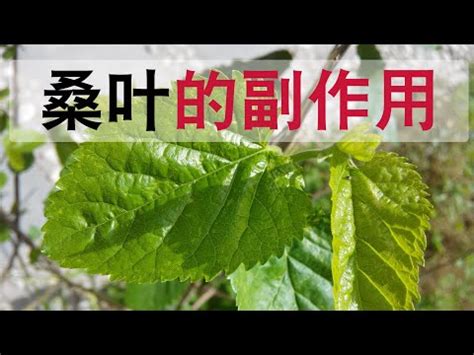 桑樹禁忌